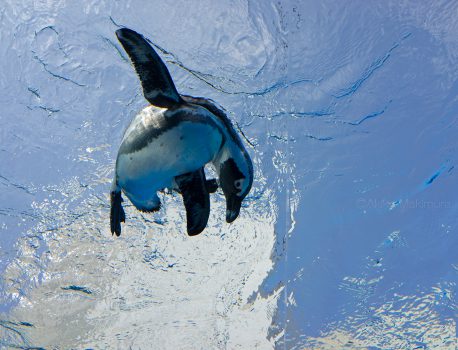 空飛ぶペンギン